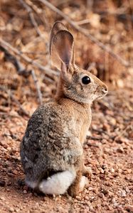 Preview wallpaper rabbit, hare, animal, ears, cute