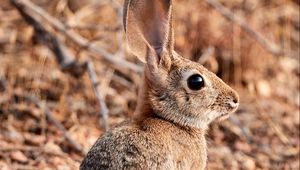 Preview wallpaper rabbit, hare, animal, ears, cute