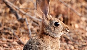 Preview wallpaper rabbit, hare, animal, ears, cute