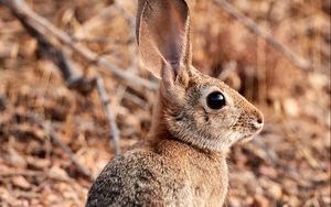 Preview wallpaper rabbit, hare, animal, ears, cute