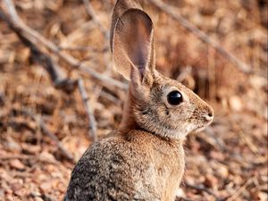 Preview wallpaper rabbit, hare, animal, ears, cute