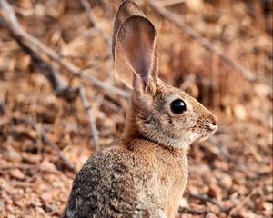 Preview wallpaper rabbit, hare, animal, ears, cute