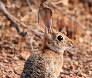 Preview wallpaper rabbit, hare, animal, ears, cute