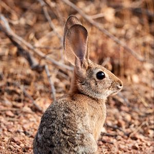 Preview wallpaper rabbit, hare, animal, ears, cute