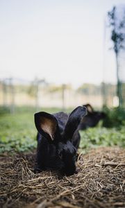 Preview wallpaper rabbit, hare, animal, black