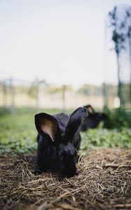 Preview wallpaper rabbit, hare, animal, black