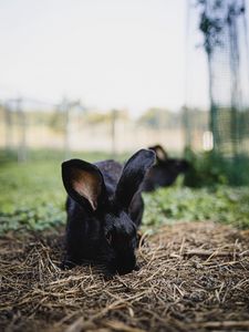 Preview wallpaper rabbit, hare, animal, black