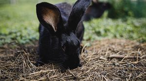 Preview wallpaper rabbit, hare, animal, black