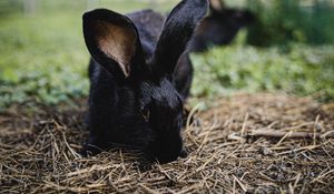 Preview wallpaper rabbit, hare, animal, black