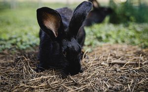 Preview wallpaper rabbit, hare, animal, black