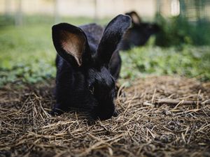 Preview wallpaper rabbit, hare, animal, black