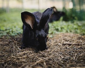 Preview wallpaper rabbit, hare, animal, black