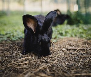 Preview wallpaper rabbit, hare, animal, black