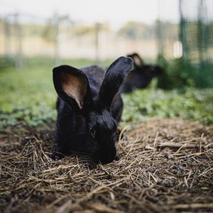 Preview wallpaper rabbit, hare, animal, black