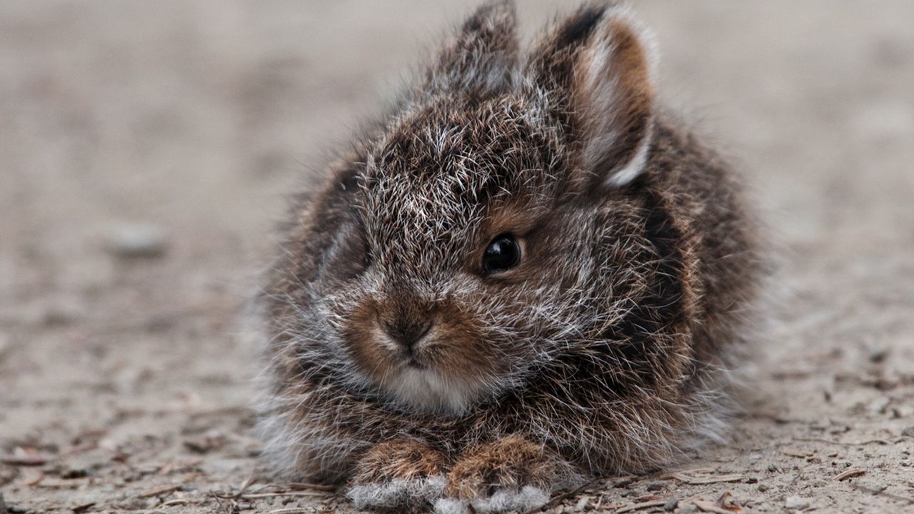 Wallpaper rabbit, hare, cute, fluffy, fright