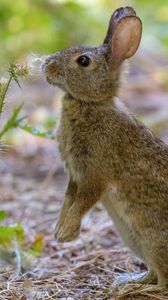 Preview wallpaper rabbit, hare, cute, profile, fluff