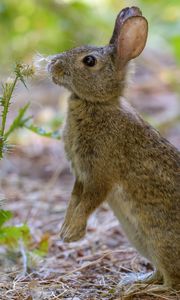 Preview wallpaper rabbit, hare, cute, profile, fluff