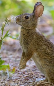 Preview wallpaper rabbit, hare, cute, profile, fluff