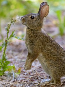 Preview wallpaper rabbit, hare, cute, profile, fluff