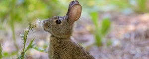 Preview wallpaper rabbit, hare, cute, profile, fluff