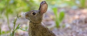 Preview wallpaper rabbit, hare, cute, profile, fluff