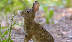 Preview wallpaper rabbit, hare, cute, profile, fluff