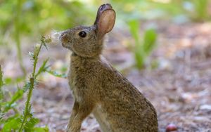Preview wallpaper rabbit, hare, cute, profile, fluff