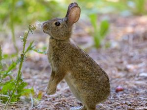 Preview wallpaper rabbit, hare, cute, profile, fluff