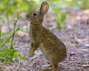 Preview wallpaper rabbit, hare, cute, profile, fluff