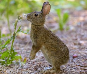 Preview wallpaper rabbit, hare, cute, profile, fluff