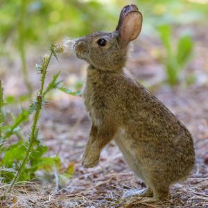 Preview wallpaper rabbit, hare, cute, profile, fluff