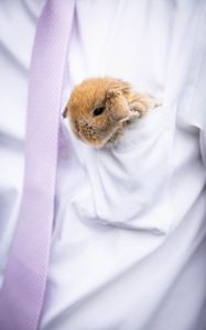 Preview wallpaper rabbit, hare, cute, fluffy, white