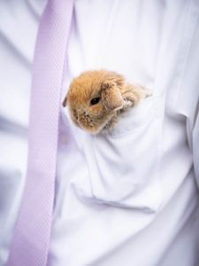 Preview wallpaper rabbit, hare, cute, fluffy, white