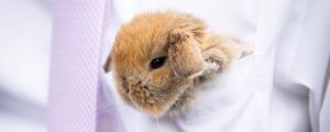 Preview wallpaper rabbit, hare, cute, fluffy, white