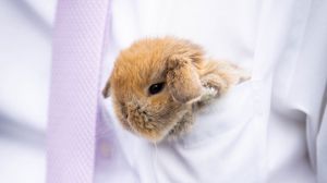 Preview wallpaper rabbit, hare, cute, fluffy, white