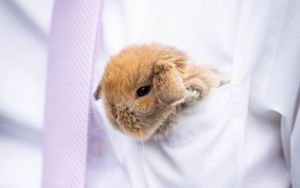 Preview wallpaper rabbit, hare, cute, fluffy, white