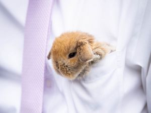 Preview wallpaper rabbit, hare, cute, fluffy, white