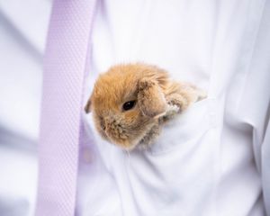 Preview wallpaper rabbit, hare, cute, fluffy, white