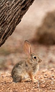 Preview wallpaper rabbit, hare, ears, fluffy, tree