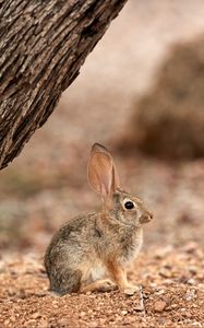 Preview wallpaper rabbit, hare, ears, fluffy, tree