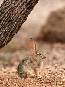 Preview wallpaper rabbit, hare, ears, fluffy, tree