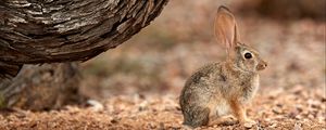 Preview wallpaper rabbit, hare, ears, fluffy, tree