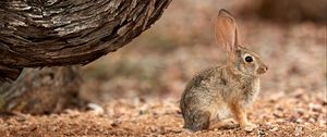 Preview wallpaper rabbit, hare, ears, fluffy, tree