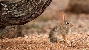 Preview wallpaper rabbit, hare, ears, fluffy, tree