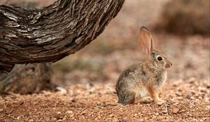Preview wallpaper rabbit, hare, ears, fluffy, tree
