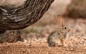 Preview wallpaper rabbit, hare, ears, fluffy, tree