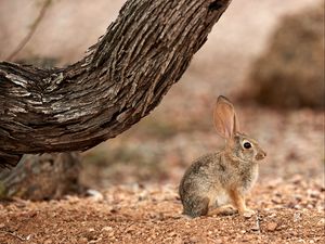 Preview wallpaper rabbit, hare, ears, fluffy, tree