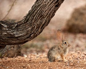 Preview wallpaper rabbit, hare, ears, fluffy, tree