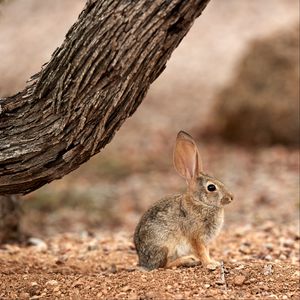 Preview wallpaper rabbit, hare, ears, fluffy, tree