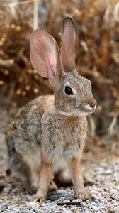 Preview wallpaper rabbit, hare, ears, fluffy, animal